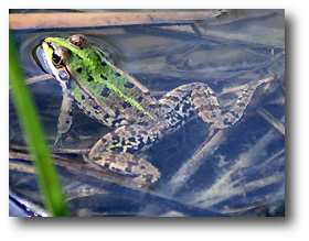 Rana esculenta