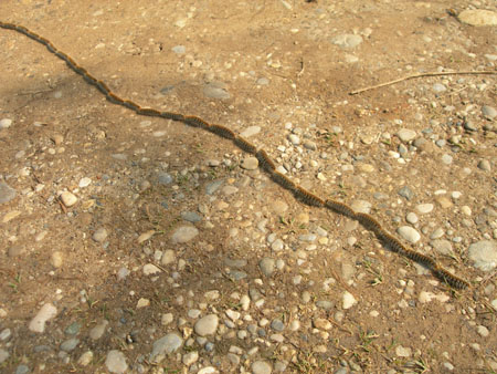 DSCN0571