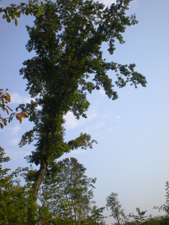 DSCN9029