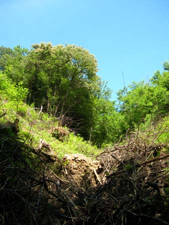 DSCN0963
