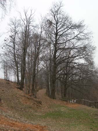 DSCN8696
