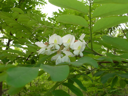DSCN9554