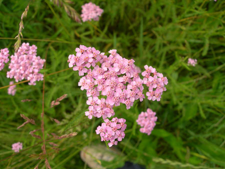 DSCN9557