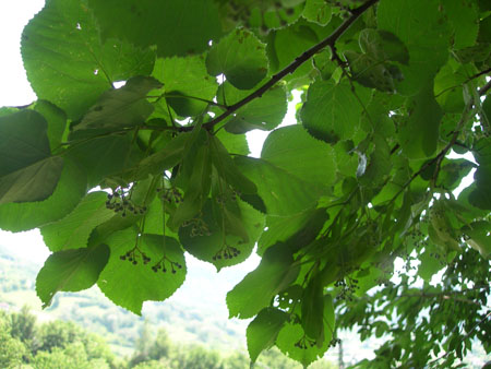 DSCN9668