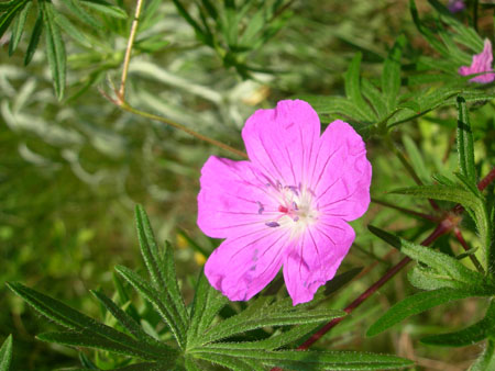 DSCN9675