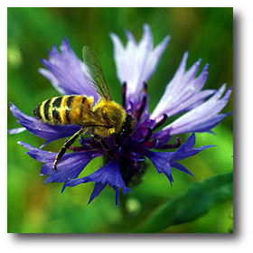 Ape bottinatrice (Apis mellifera) su fiordaliso (Centaurea cyanus)