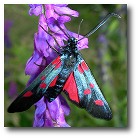 Filipendula (Zygaena filipendulae) su veccia montanina (Vicia cracca)