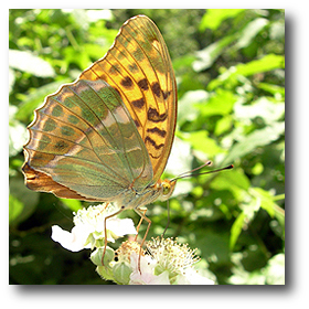 Tabacco di Spagna (Argynnis paphia) su fiori di rovo (Rubus caesius)