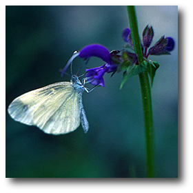 Cavolaia (Pieris rapae) su Salvia pratensis