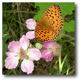 Tabacco di Spagna (Argynnis paphia) su fiori di rovo (Rubus caesius)