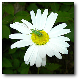 Leptophyes punctatissima su margherita (Leucanthemum vulgare)