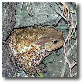 Rospo comune (Bufo bufo)