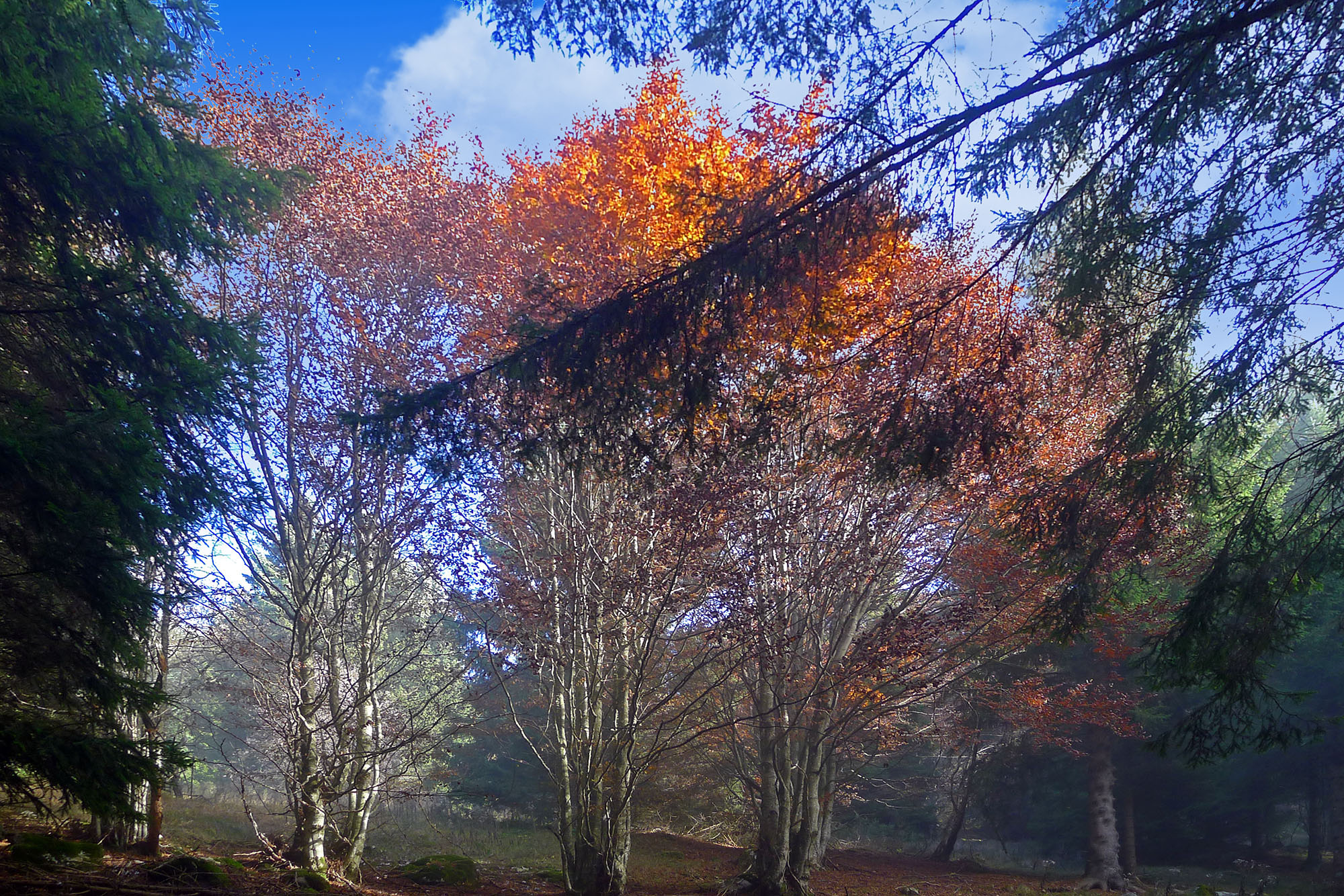 Autumn hike in Cansiglio and Palantina (BL)