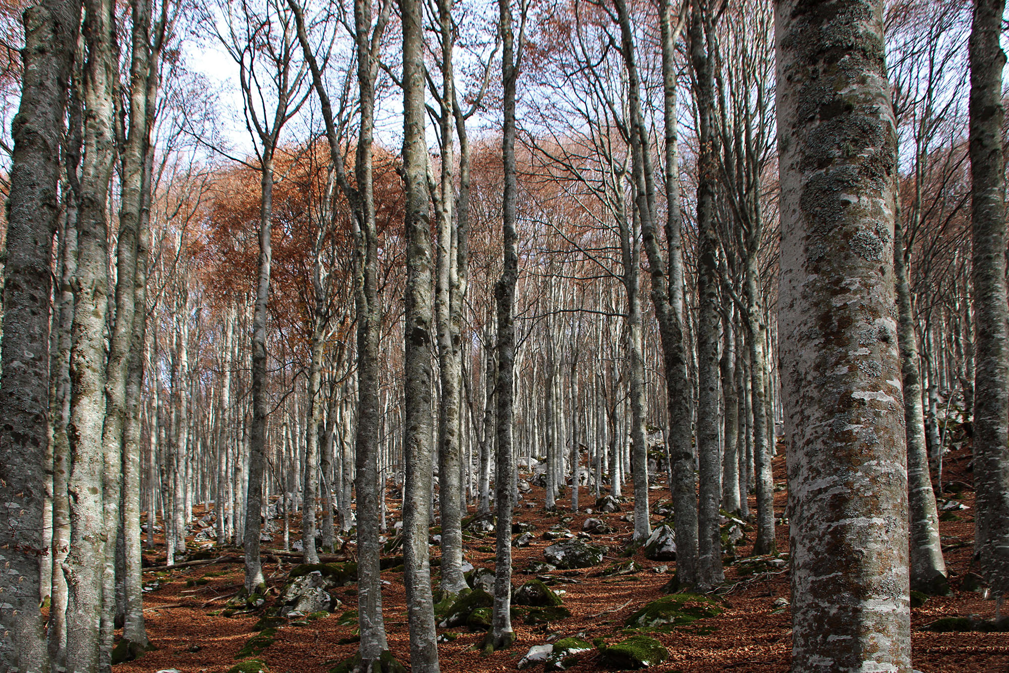 Autumn hike in Cansiglio and Palantina (BL)