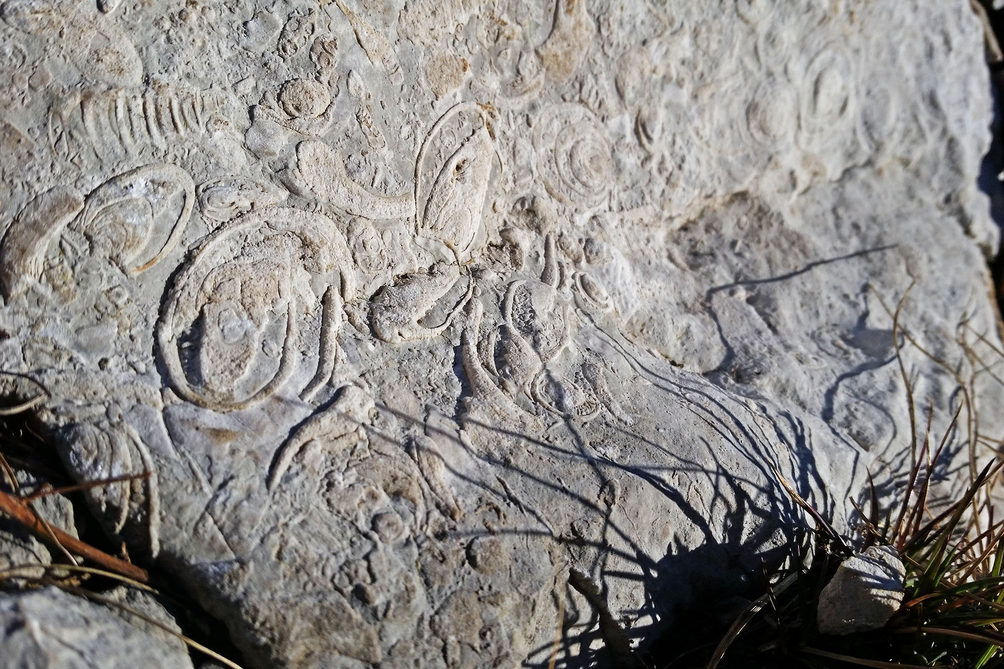 Autumn hike in Cansiglio and Palantina (BL)