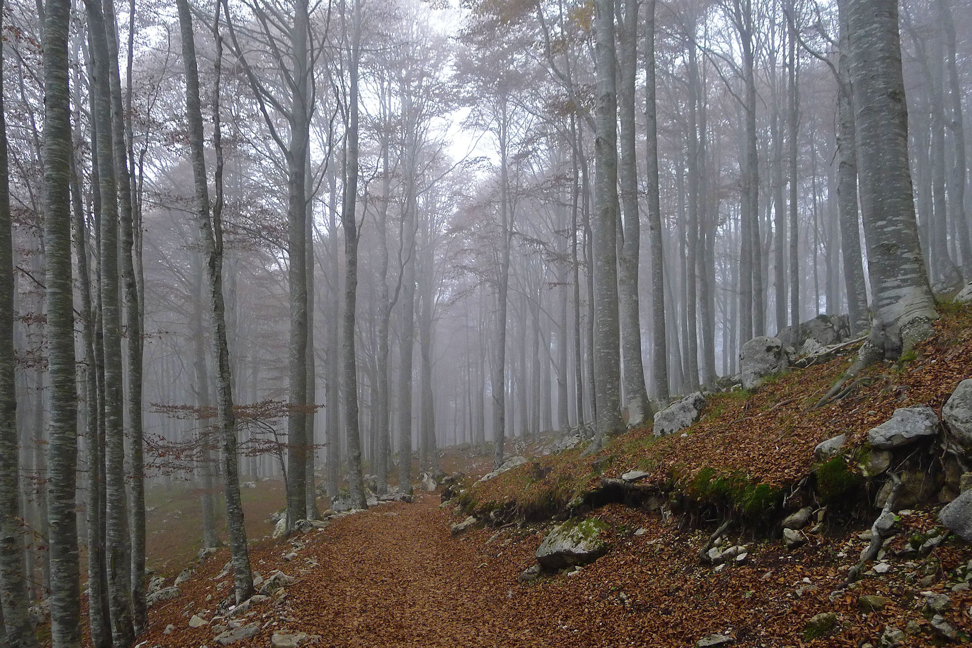 Autumn hike in Cansiglio and Palantina (BL)