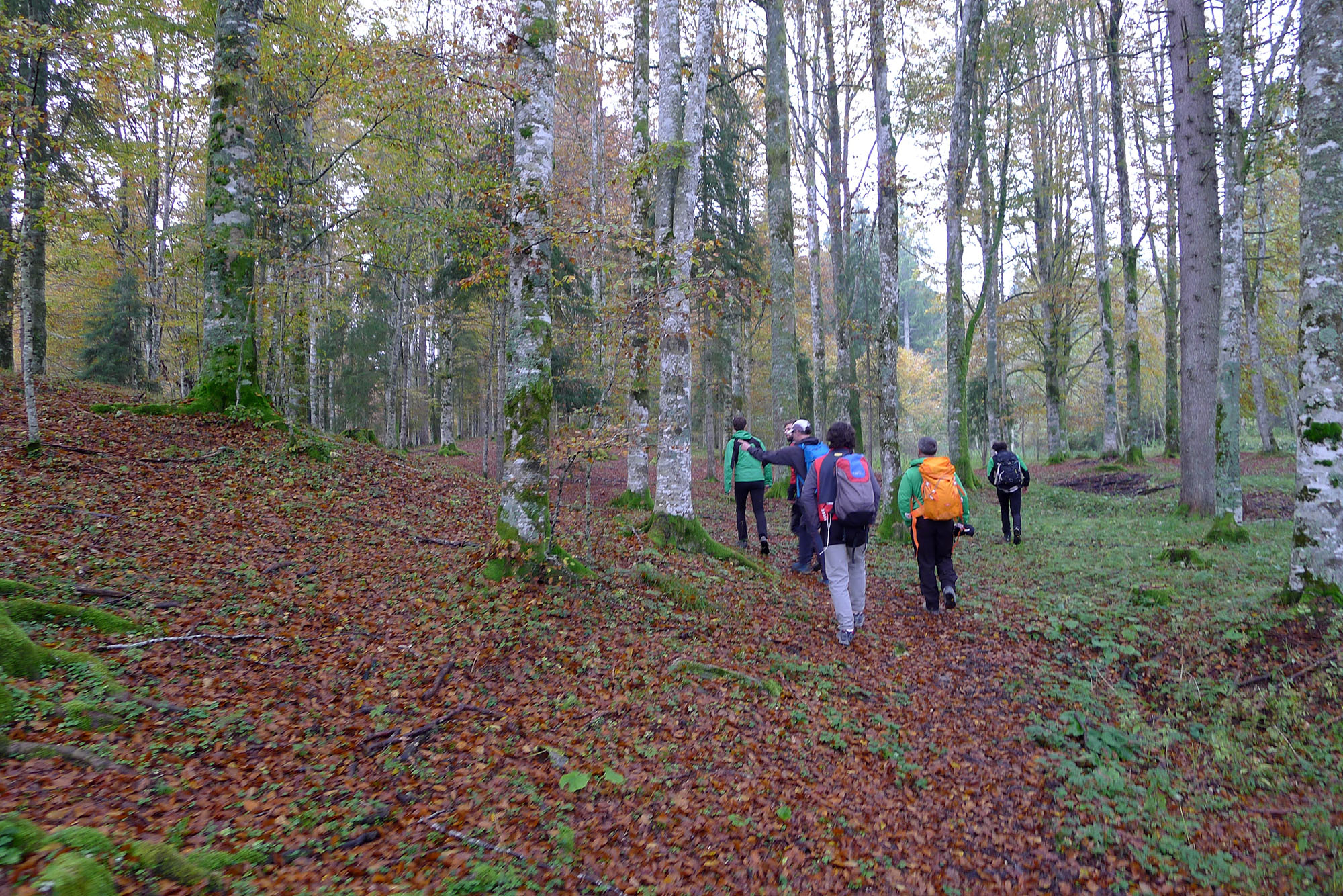 Autumn hike in Cansiglio and Palantina (BL)