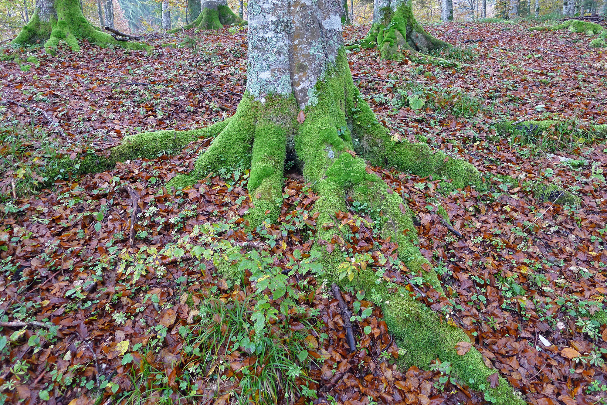 Autumn hike in Cansiglio and Palantina (BL)