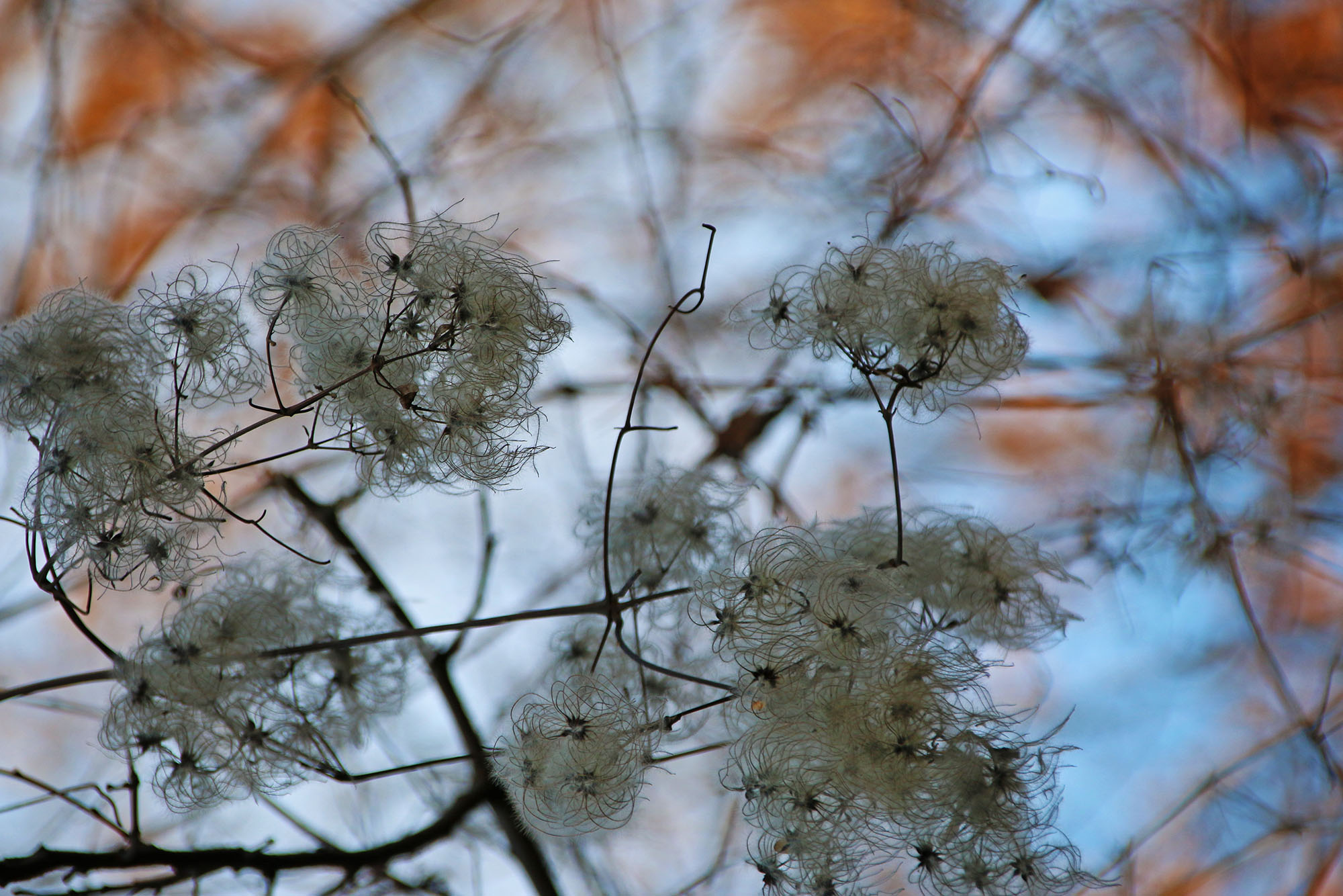 Santa Lucia trek on Montello – Halloween and Celtic New Year