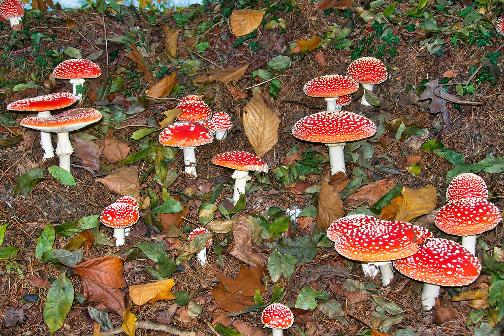 Santa Lucia trek on Montello – Halloween and Celtic New Year
