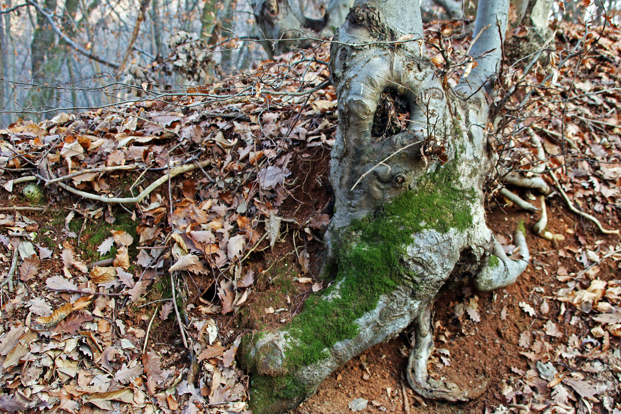 Santa Lucia trek on Montello – Halloween and Celtic New Year