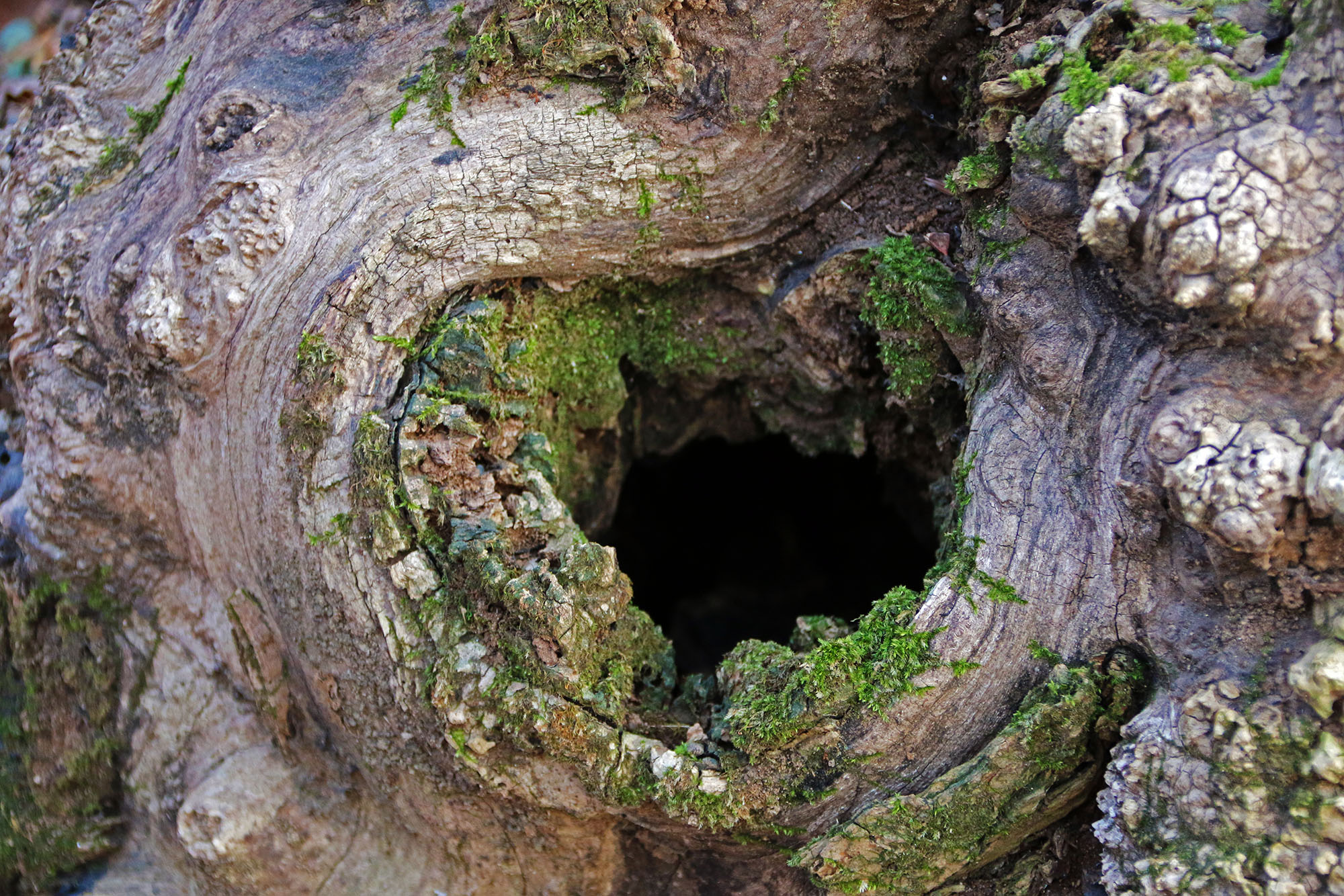 Santa Lucia trek on Montello – Halloween and Celtic New Year