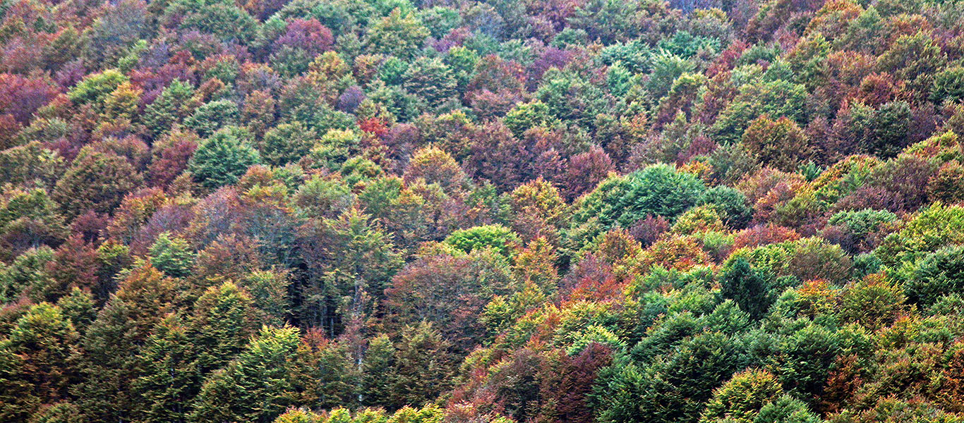 Autumn hike in Cansiglio and Palantina (BL)