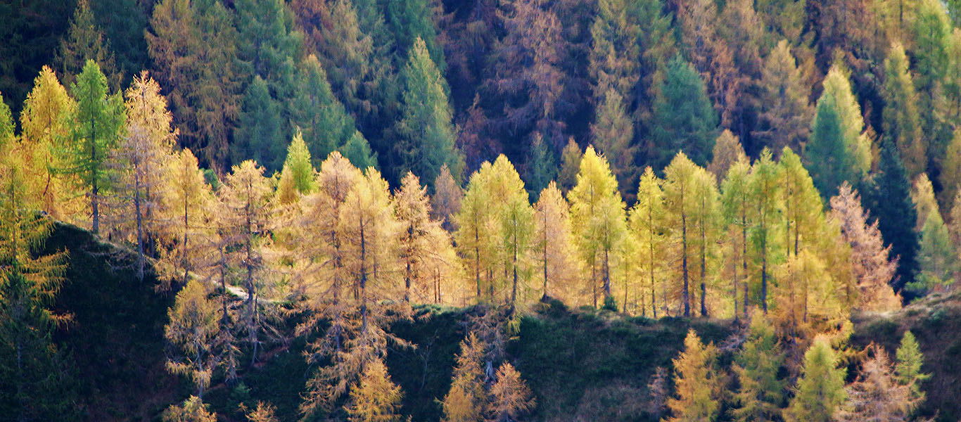 Autumn hike in Cansiglio and Palantina (BL)