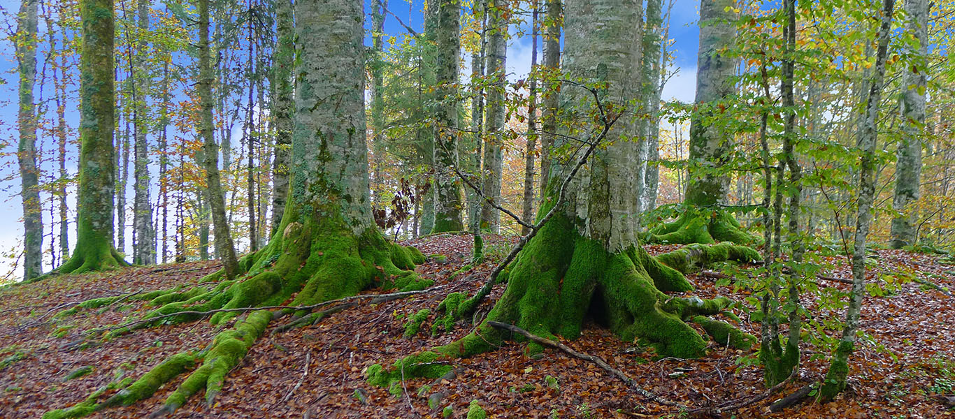 Autumn hike in Cansiglio and Palantina (BL)