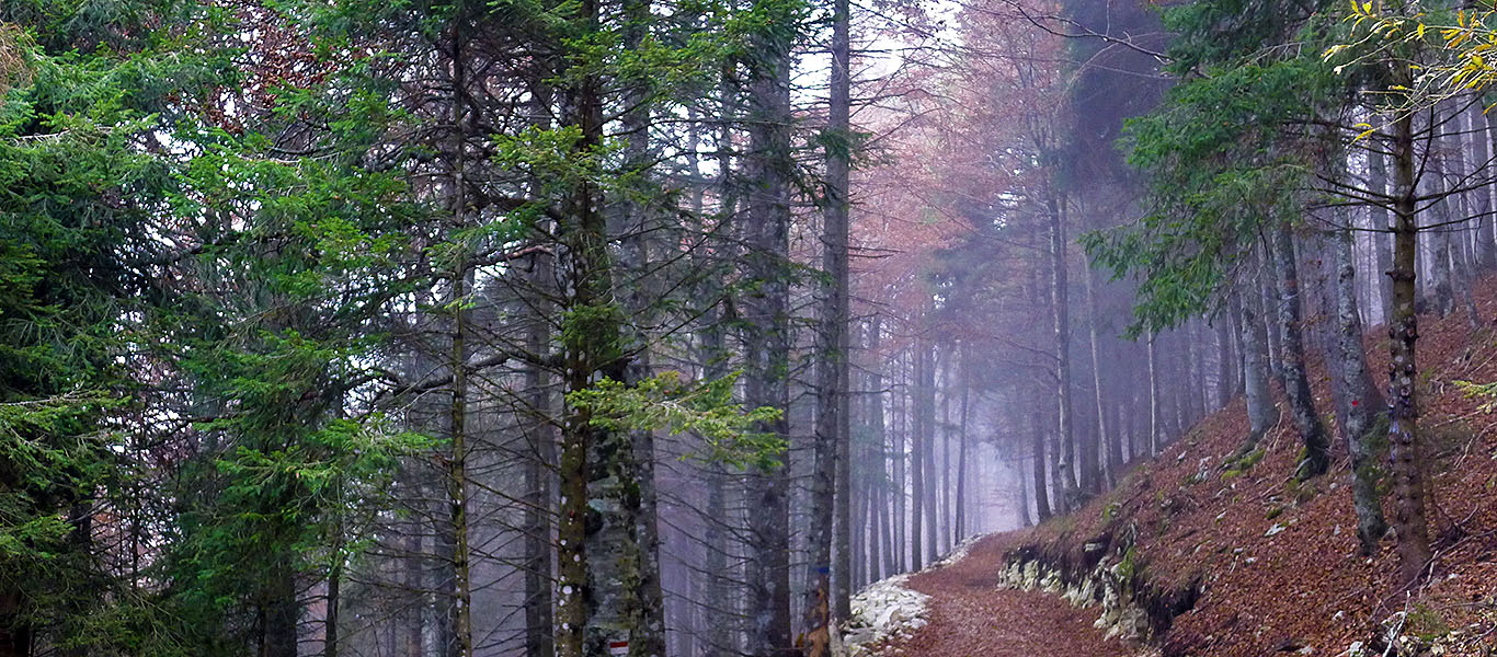 Autumn hike in Cansiglio and Palantina (BL)