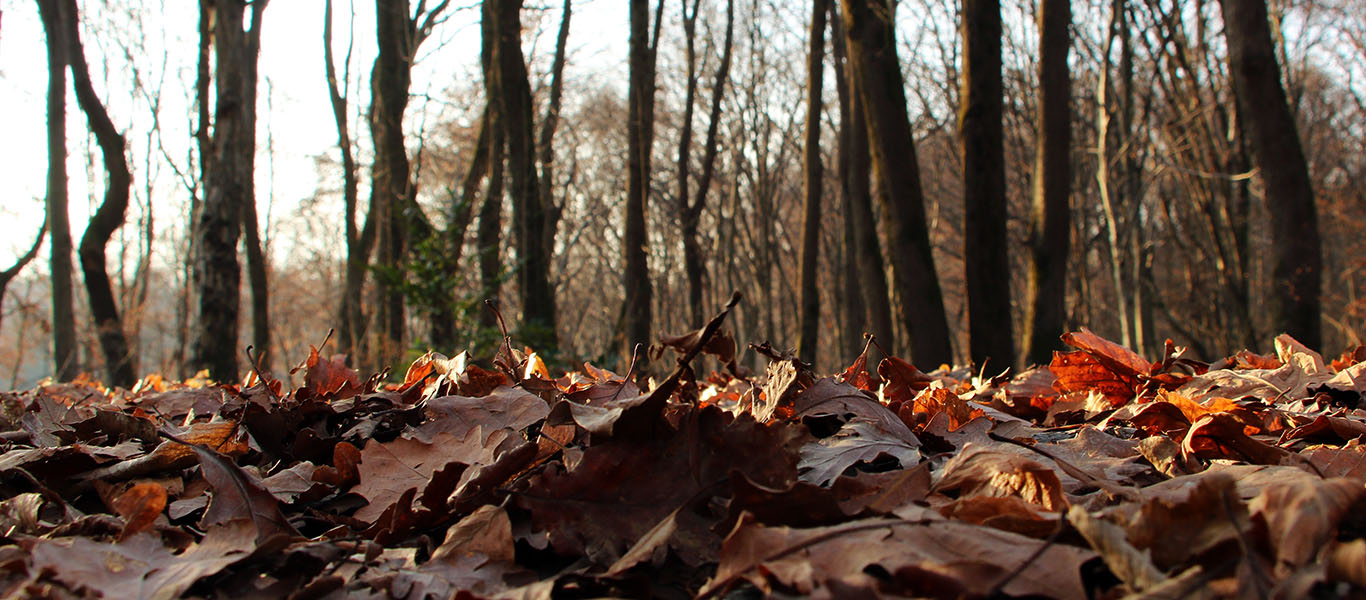 Santa Lucia trek on Montello – Halloween and Celtic New Year