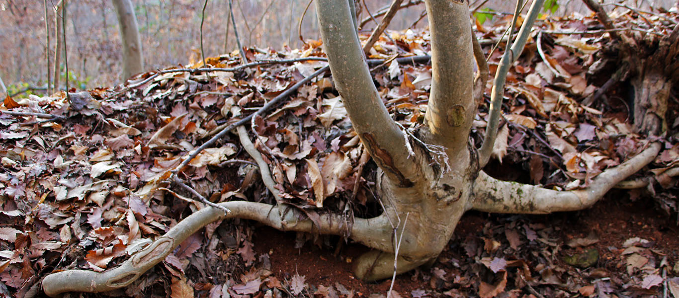 Santa Lucia trek on Montello – Halloween and Celtic New Year