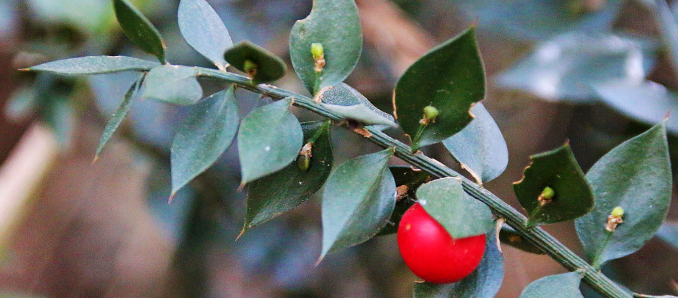 Santa Lucia trek on Montello – Halloween and Celtic New Year