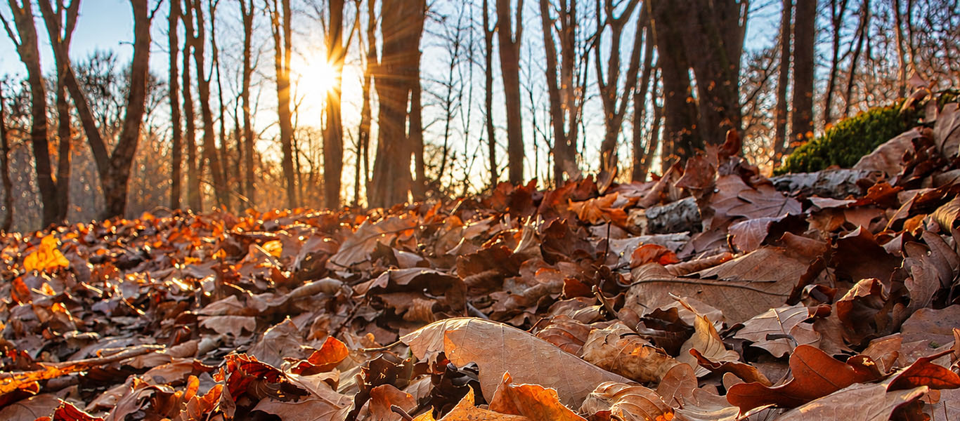 Santa Lucia trek on Montello – Halloween and Celtic New Year