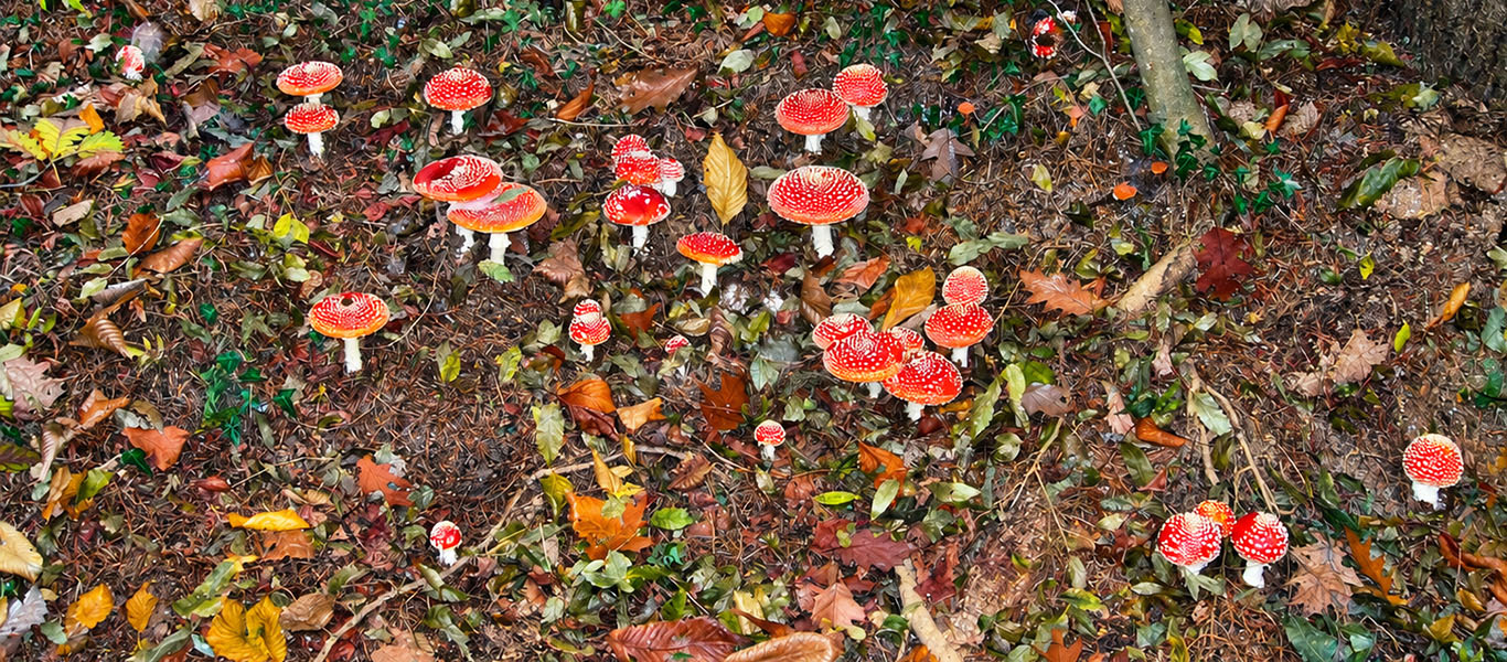 Santa Lucia trek on Montello – Halloween and Celtic New Year